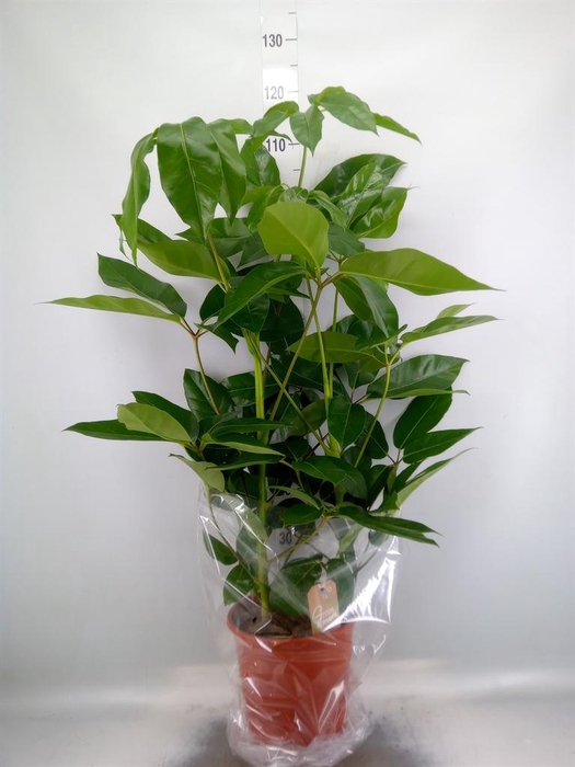 <h4>Schefflera actin. 'Amate'</h4>