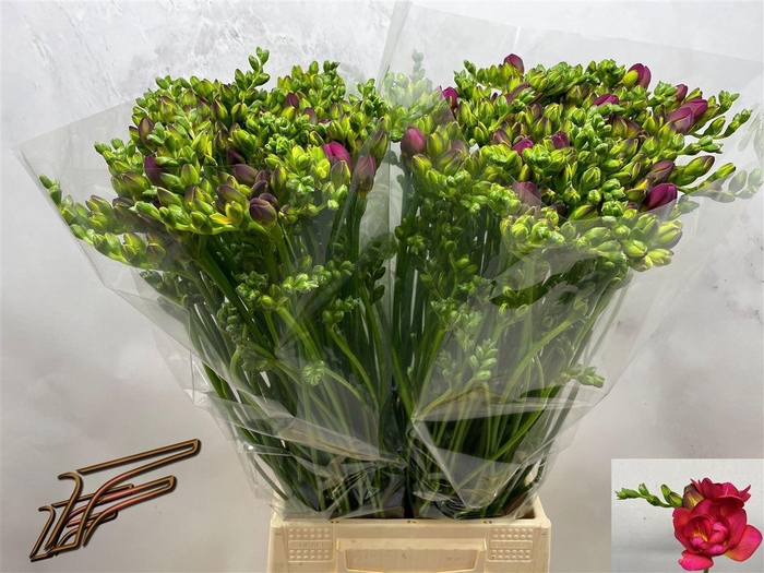 <h4>Fr Du Expression</h4>