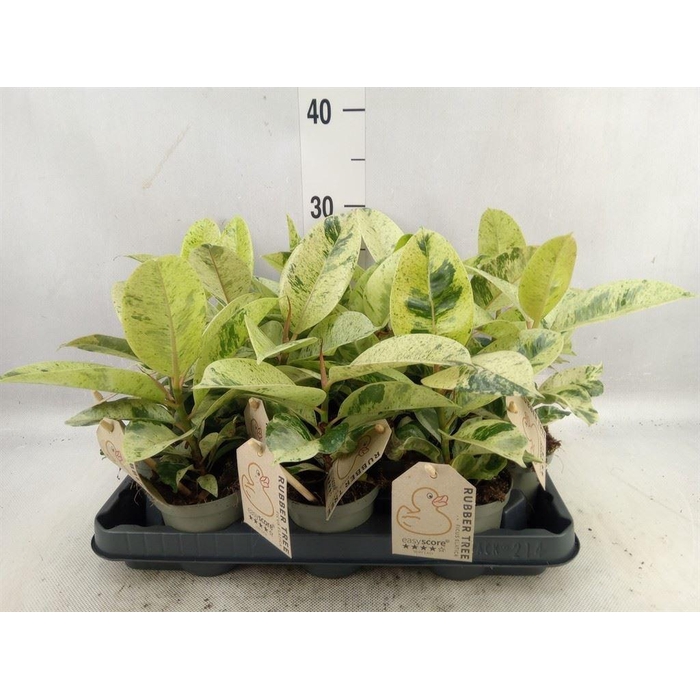 <h4>Ficus elastica   ...</h4>