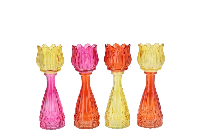 Bicolore Dutch Orange Mix Tulip Vase Ass 7x18cm