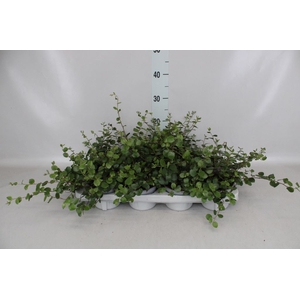 Muehlenbeckia com. 'Mao'ri'