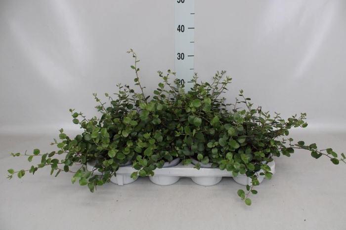 <h4>Muehlenbeckia com. 'Mao'ri'</h4>