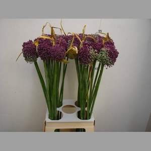 ALLIUM GROOTBLOEMIG