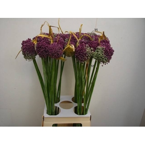 ALLIUM GROOTBLOEMIG