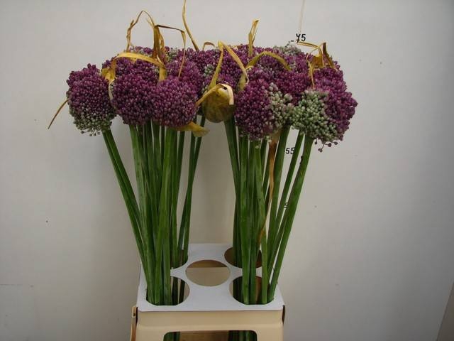 <h4>ALLIUM GROOTBLOEMIG</h4>