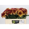 Dahlia Creme de Cognac