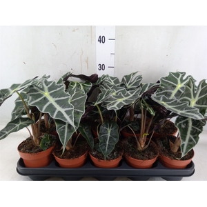 Alocasia amazonica 'Polly'
