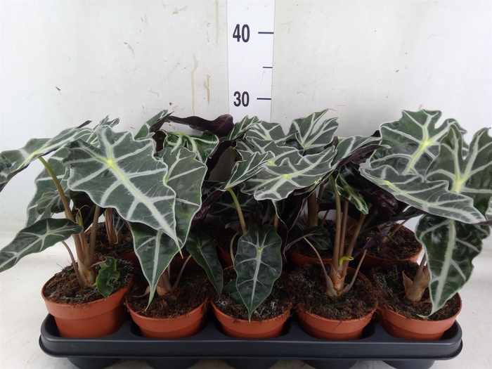 <h4>Alocasia amazonica 'Polly'</h4>