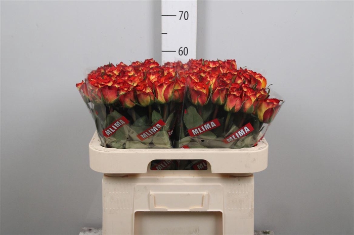 <h4>R Gr High & Magic</h4>