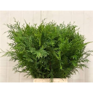 Conifeer Groen 55 Cm P Tak