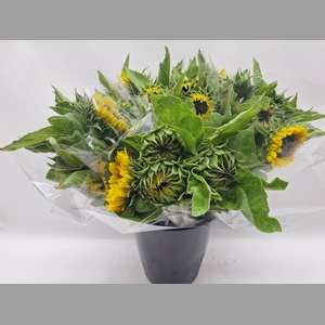 Mono Zonnebloem x5
