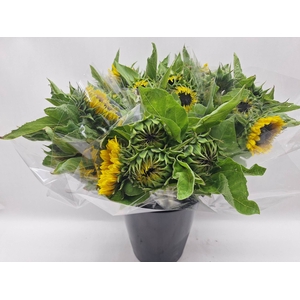 Helianthus annuus 'Sunrich Orange'