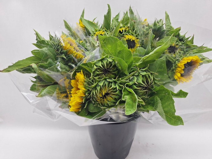 <h4>Mono Zonnebloem x5</h4>