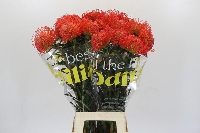 <h4>Nutans Succession</h4>