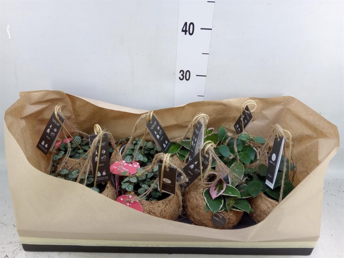 <h4>Hanging plant   ...</h4>