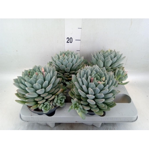 Pachyphytum  'Corvus'