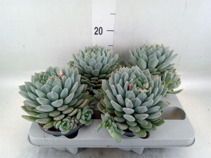 <h4>Pachyphytum 'Corvus'</h4>