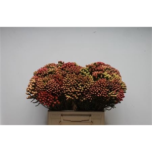 Kaaps Brunia Red Medium