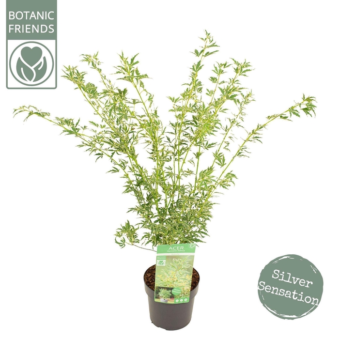 <h4>Acer palmatum Butterfly</h4>