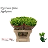 Hypericum x inodorum Globo Applegreen