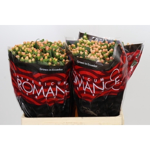 Hypericum Mellow Romance