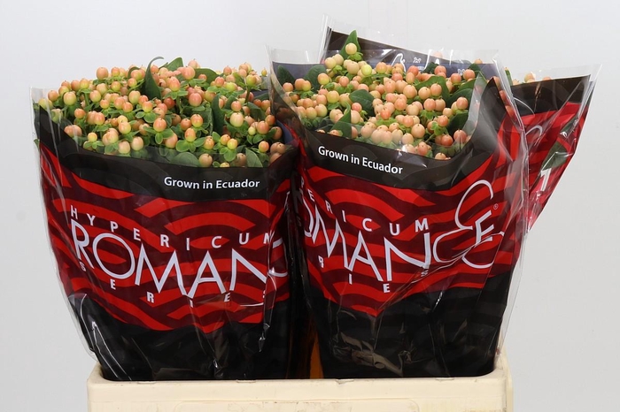 <h4>Hypericum Mellow Romance</h4>