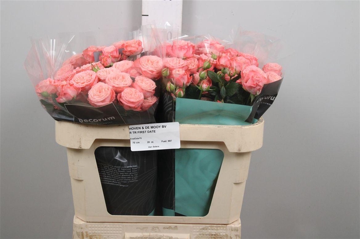 <h4>R Tr First Date</h4>