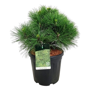 Pinus nigra 'Spielberg'