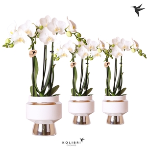 Kolibri Orchids Phalaenopsis white 3 spike in Le Chic pot silver