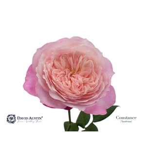 Rosa GR 'David Austin Constance'