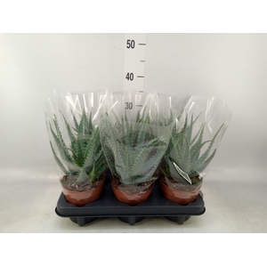 Aloe arborescens