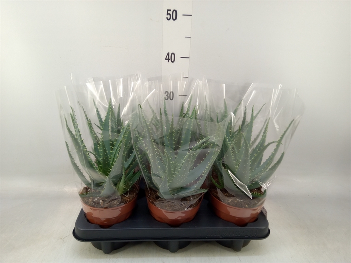 <h4>Aloe arborescens</h4>