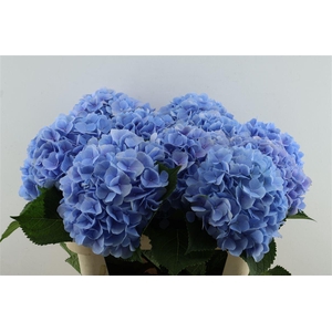 Hydr M Verena Blue 80-23