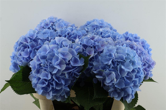 <h4>Hydr M Verena Blue 80-23</h4>