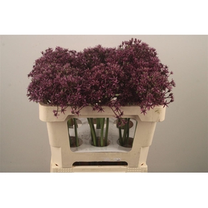 Allium Miami X30