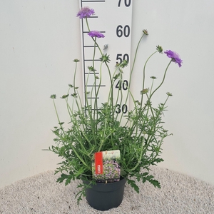 Scabiosa Butterfly Blue