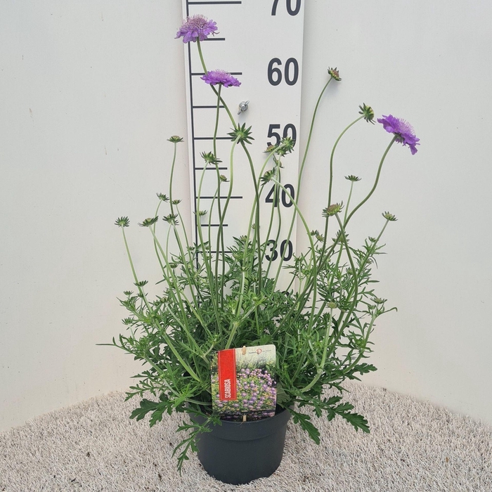 <h4>Scabiosa Butterfly Blue</h4>
