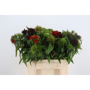 DI BARB MIXED PER BUNCH