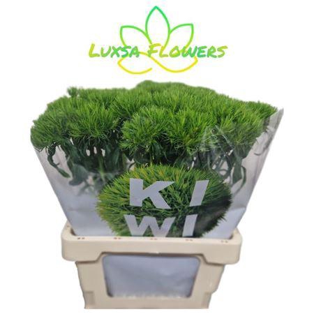 <h4>Di Barb Kiwi Mellow</h4>