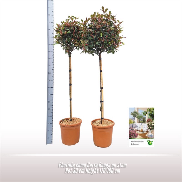 <h4>Photinia Comp. Carre Rouge op stam</h4>