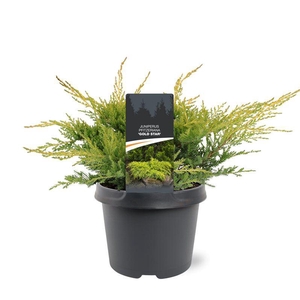 Juniperus x pfitzeriana Gold Star
