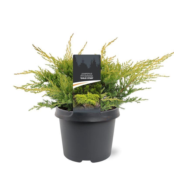 <h4>Juniperus x pfitzeriana Gold Star</h4>