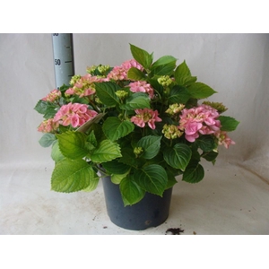 Hydrangea mac.   ...