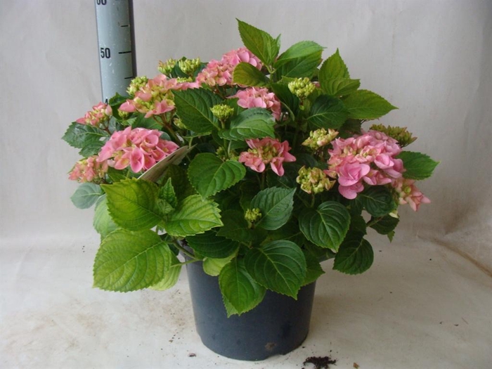 <h4>Hydrangea mac. ...</h4>