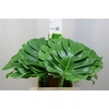 Monstera 27