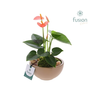 Schaal keramiek Moon Small beige met Anthurium