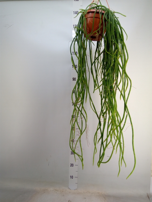 <h4>Rhipsalis   ...</h4>