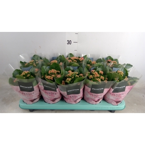 Kalanchoe blos. 'Serenity lght Red'