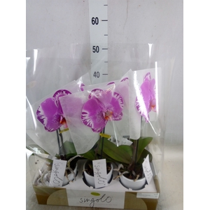 Phalaenopsis   ...