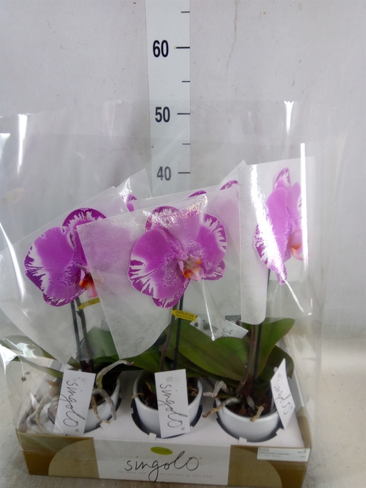 <h4>Phalaenopsis   ...</h4>
